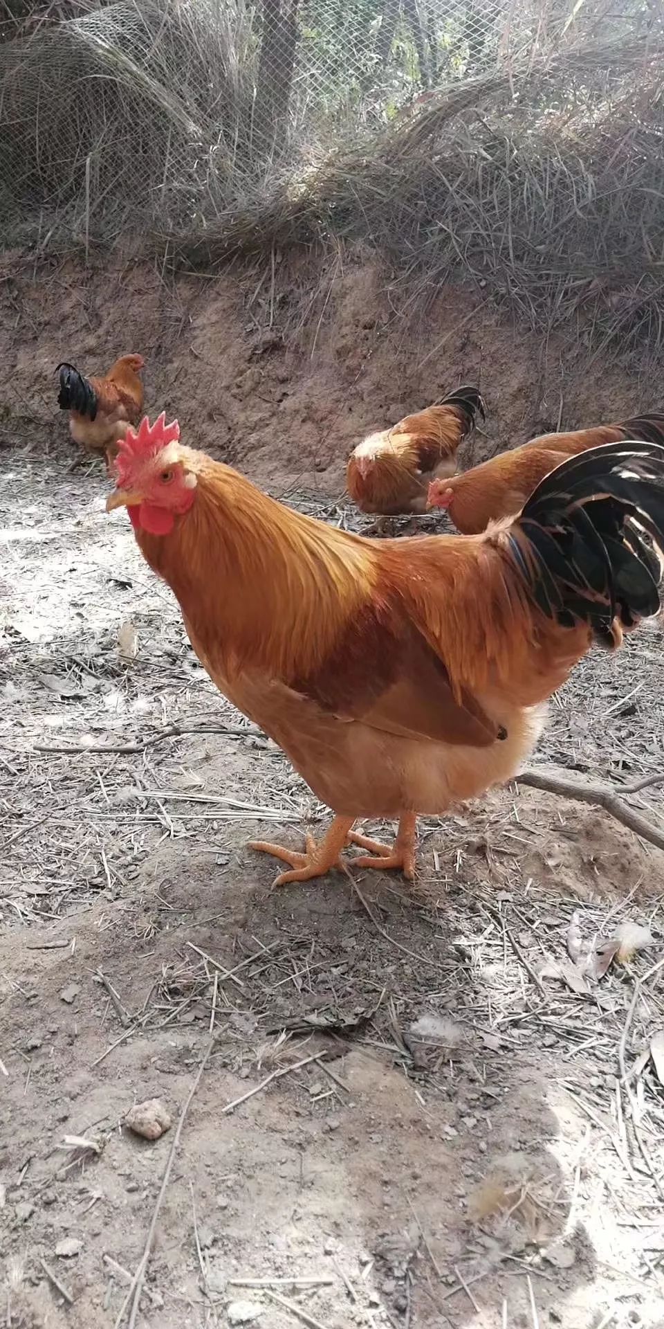 信宜年货团购:山地鸡～竹粉喂养的大熟鸡仅售12元/斤