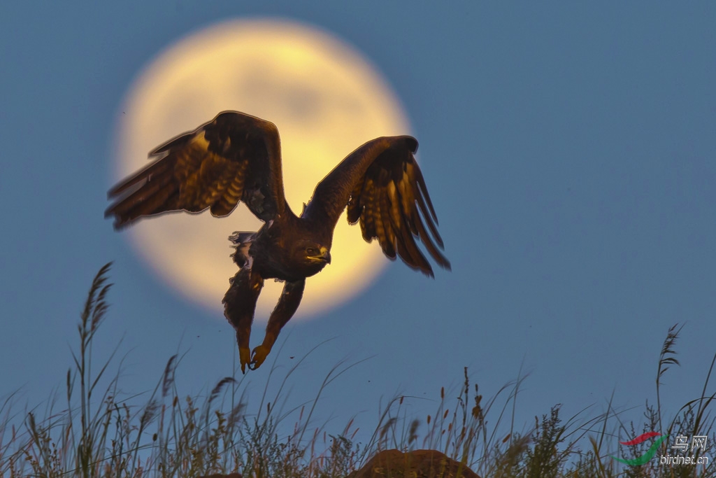 慢慢的习惯了孤独习惯了一个人静看夜幕苍白了情感疏远了温柔月光落不
