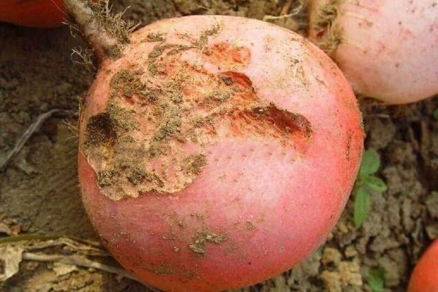 蛴螬是植食性害虫,喜欢吃的植物很多,比如花生的种子,红薯的根块,大豆