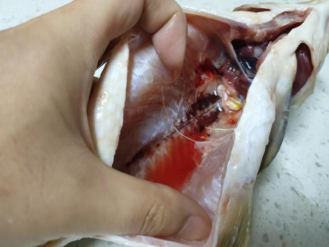 把鱼鳃去除干净;还有位于鱼鳃下面的咽骨;这两处的腥味也是比较重的