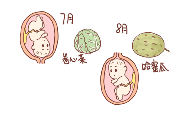 每个月的胎儿成长像什么果蔬