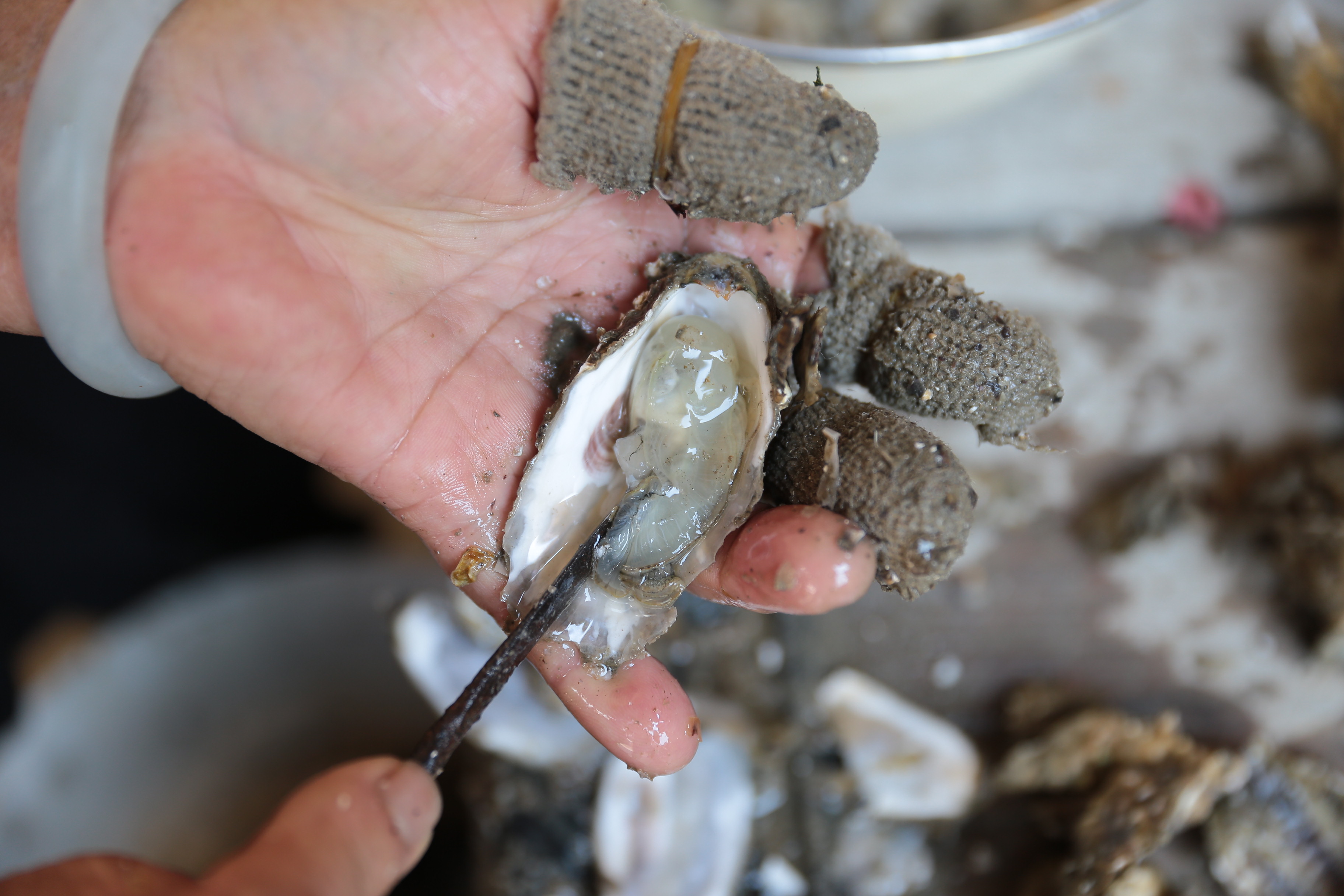 莆田鲜海蛎 越吃越蛎害_福建