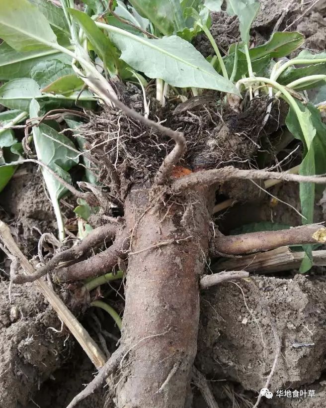 雄伟壮观的食叶草蛋白草根