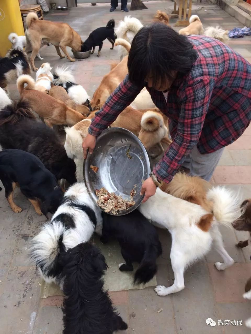 42只猫,都是从狗肉馆运狗车救的,或路边捡的坚持了许多年救助之路