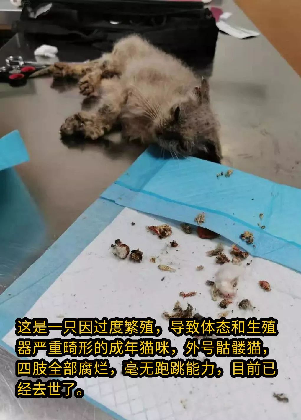 生一窝再绝育,不然猫生不完整,猫:滚犊子!