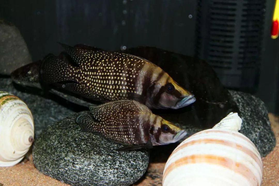 画鱼点睛裂缝中的掠食者喷点珍珠虎altolamprologiscalvus