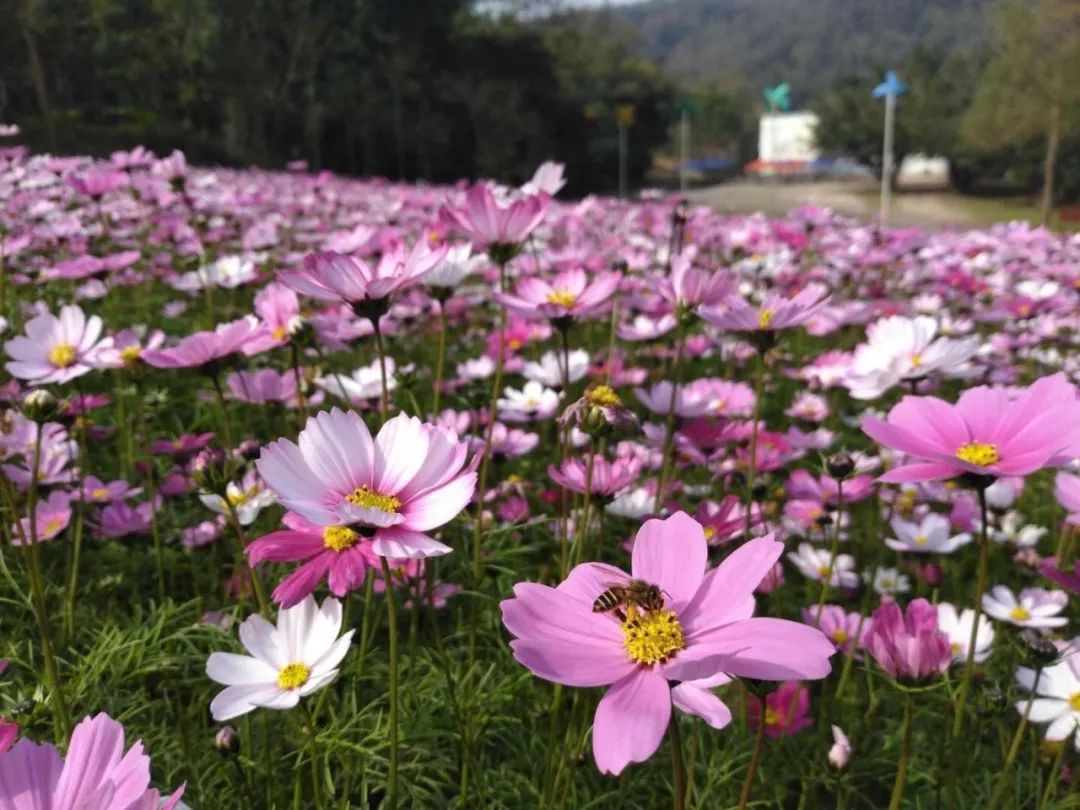 趣味民俗登高納福品嚐年味良鳳江新春嘉年華等你來