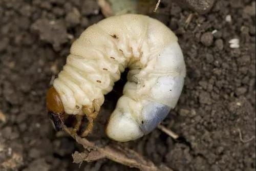 蛴螬有什么生长特点常危害哪些农作物如何防治