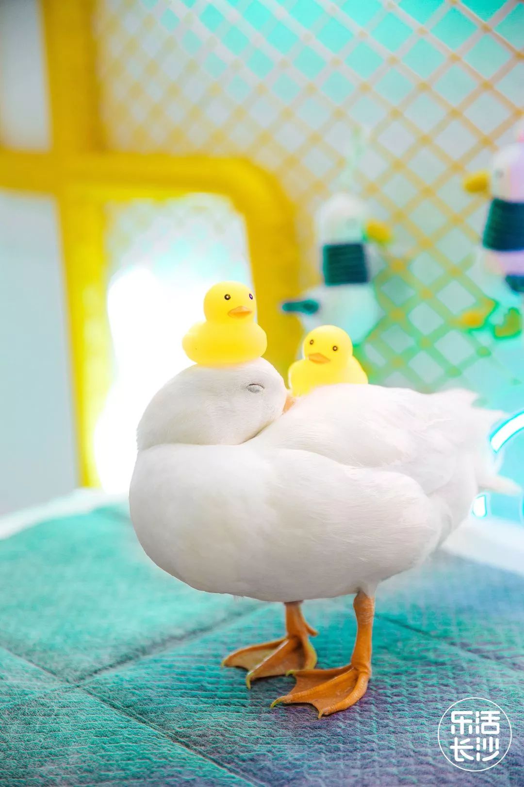 长沙首家王思聪同款网红柯尔鸭店开到了五一广场