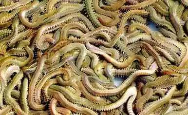 沙蚕主要分为红蚕和青蚕.红蚕是最贵的,20多元只有一只鸡蛋般的份量.