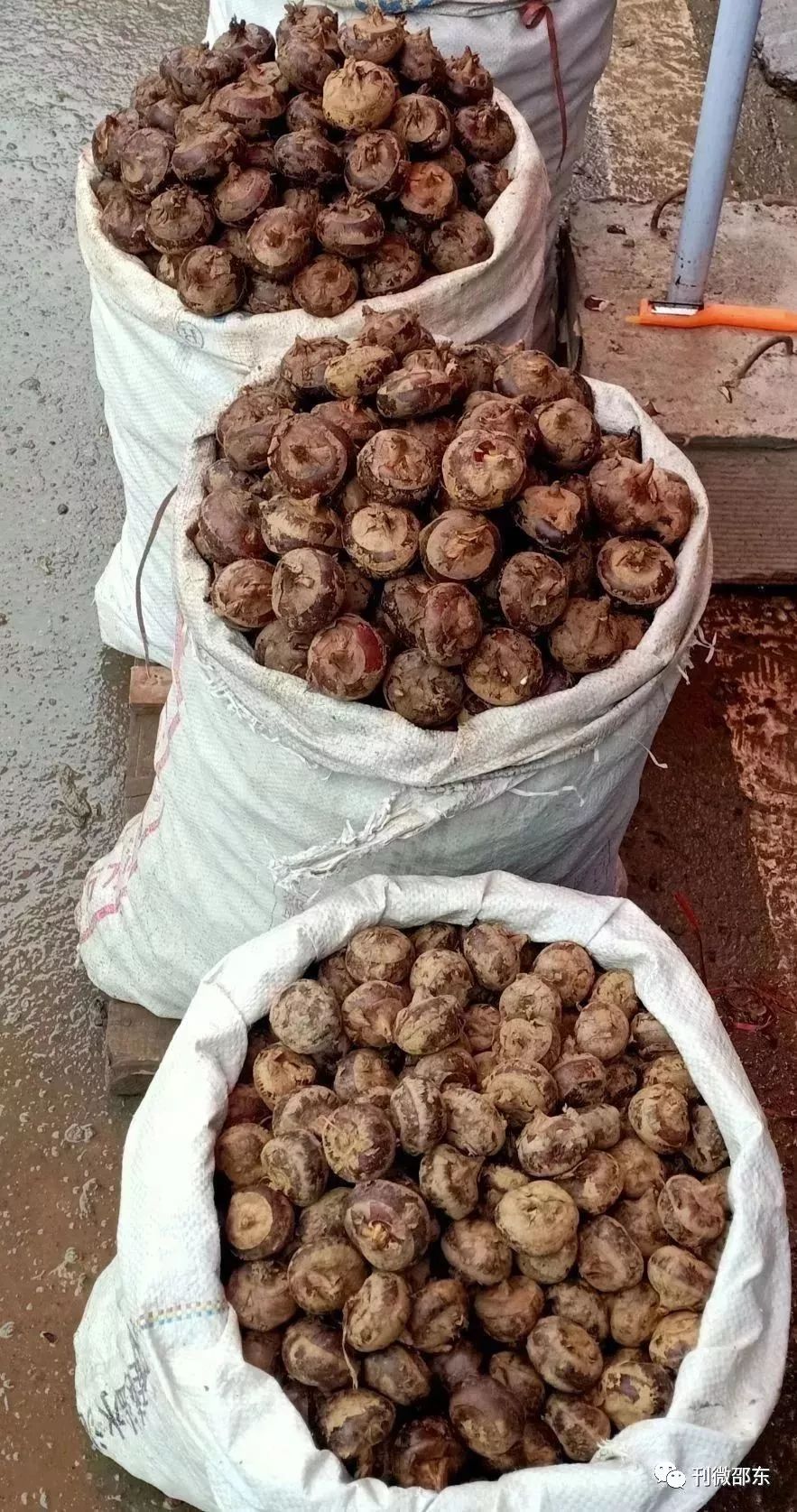 邵东佘田桥的美食真多啊!走起,一起到佘田桥街上赶场.