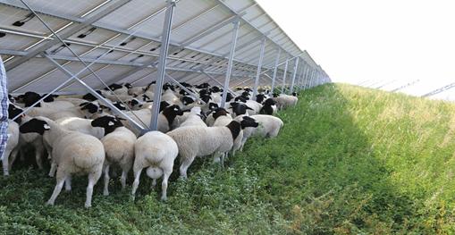 图注:草美,羊肥是光伏电站的一大景观.