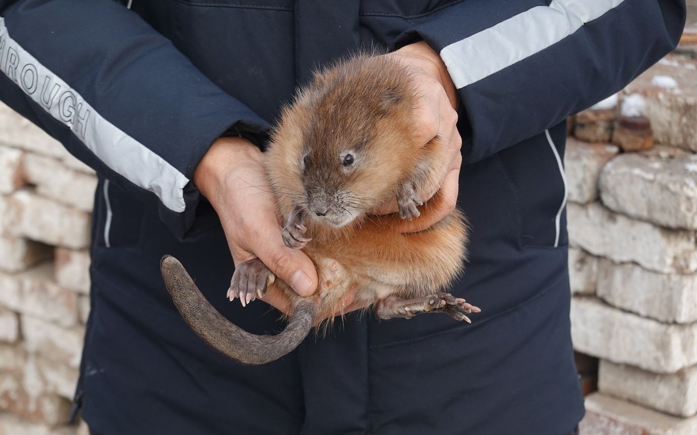 养猪户改养鼠 这只"小鼠"赚大钱_麝香