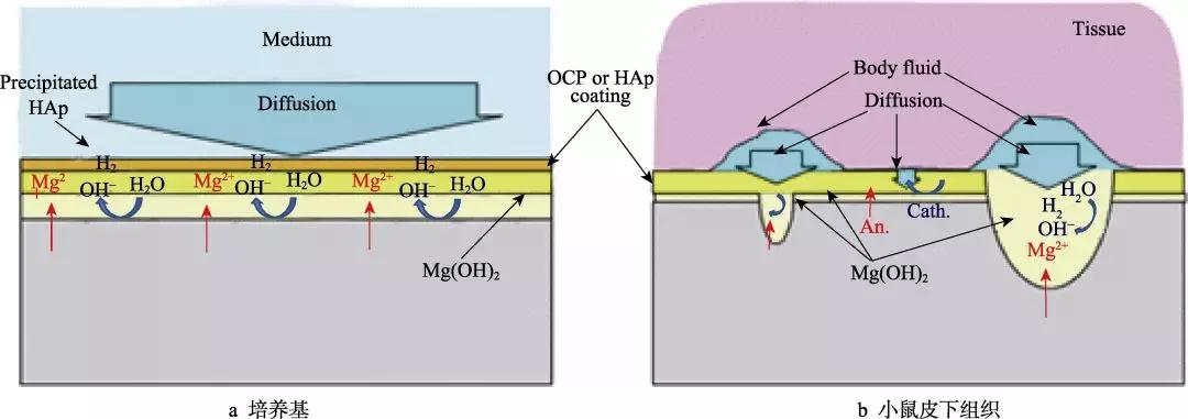 圖1 ocp-az31和hap-az31在培養基中和小鼠皮下組織中腐蝕的示意圖