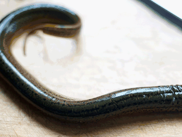 黄鳝穿破肠道危及生命!