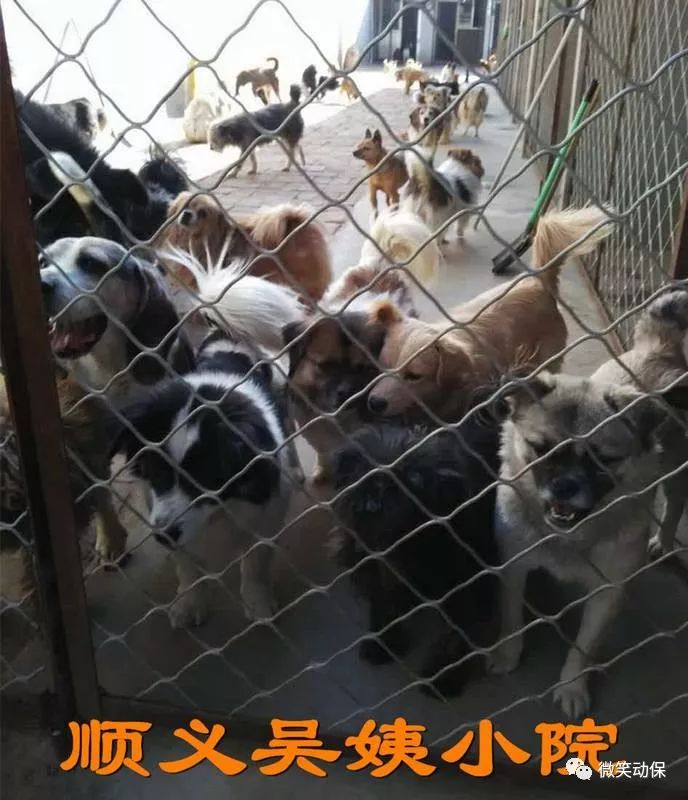 馋了一年了过年我想吃肉肉可以么