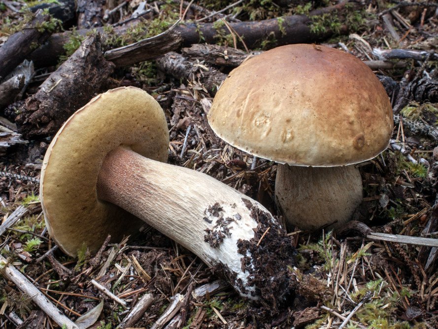 3种可食用的蘑菇以及如何避免有毒蘑菇