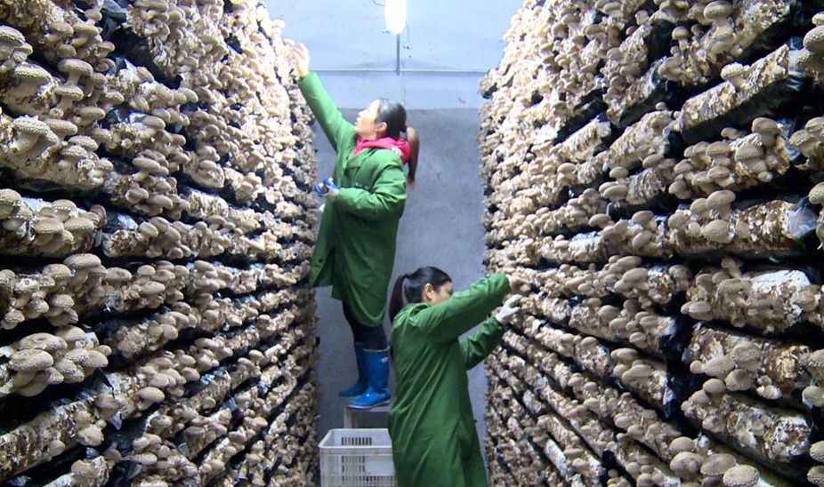 不畏严寒天天出菇记者探秘竹溪香菇工厂化生产基地