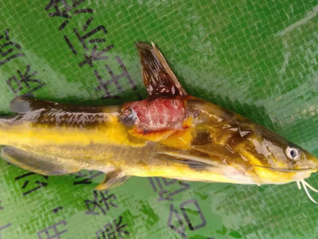 原创黄颡鱼烂身病鳍条有毒相互之间刺伤很难治愈