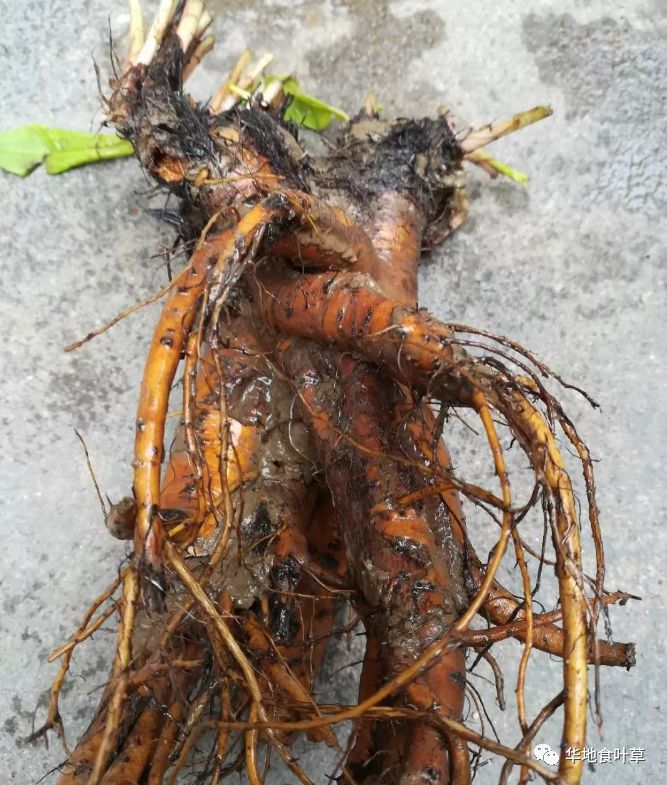 雄伟壮观的食叶草蛋白草根