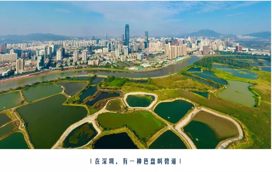 深圳碧道你怎么这么好看