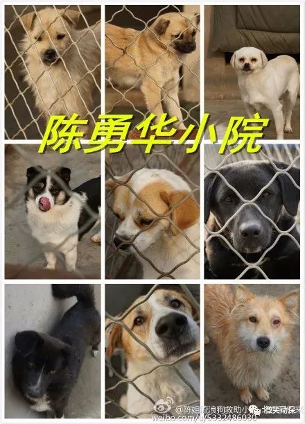 42只猫,都是从狗肉馆运狗车救的,或路边捡的坚持了许多年救助之路