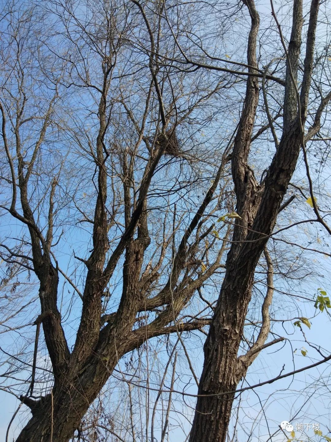 鳑鲏滩的杨树,特别有灵气,叫人想起《易经》,《大过》卦说:"枯杨生稊