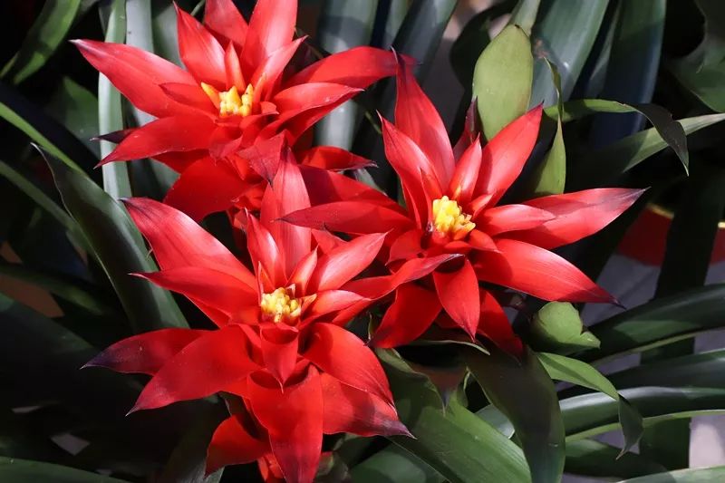 2020虎门迎春花市已上线今年设在会展中心b区停车场