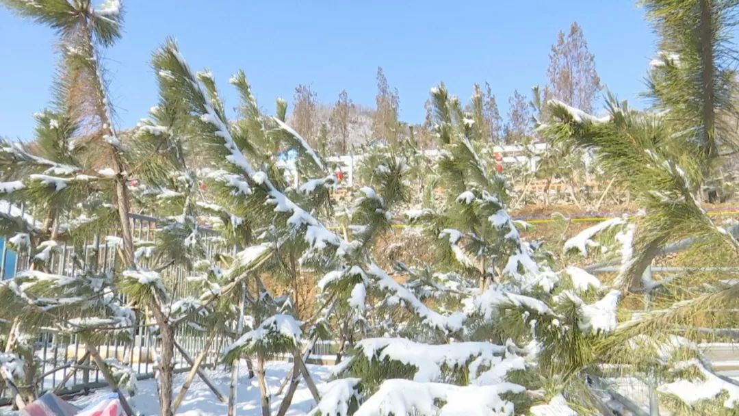 水墨画卷新泰雪后见子山惊艳了冬天