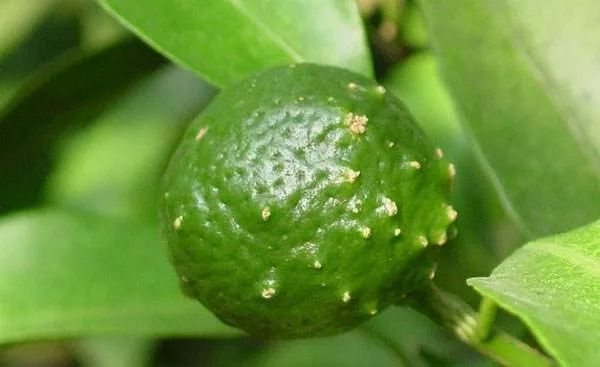 西瓜,甜瓜,番茄,辣椒,茄子等作物上的霜霉病,疫病,蔓枯病,早疫病,晚