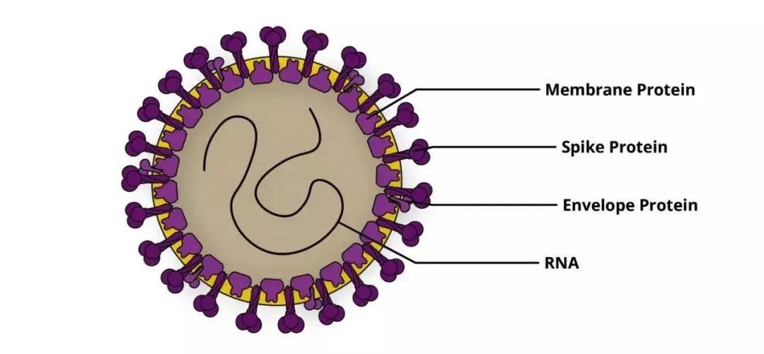 新冠病毒的结构图图片