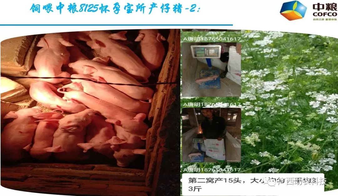 中糧集團12妊娠母豬濃縮飼料懷孕寶集團頂級原料生產的專業產品一次