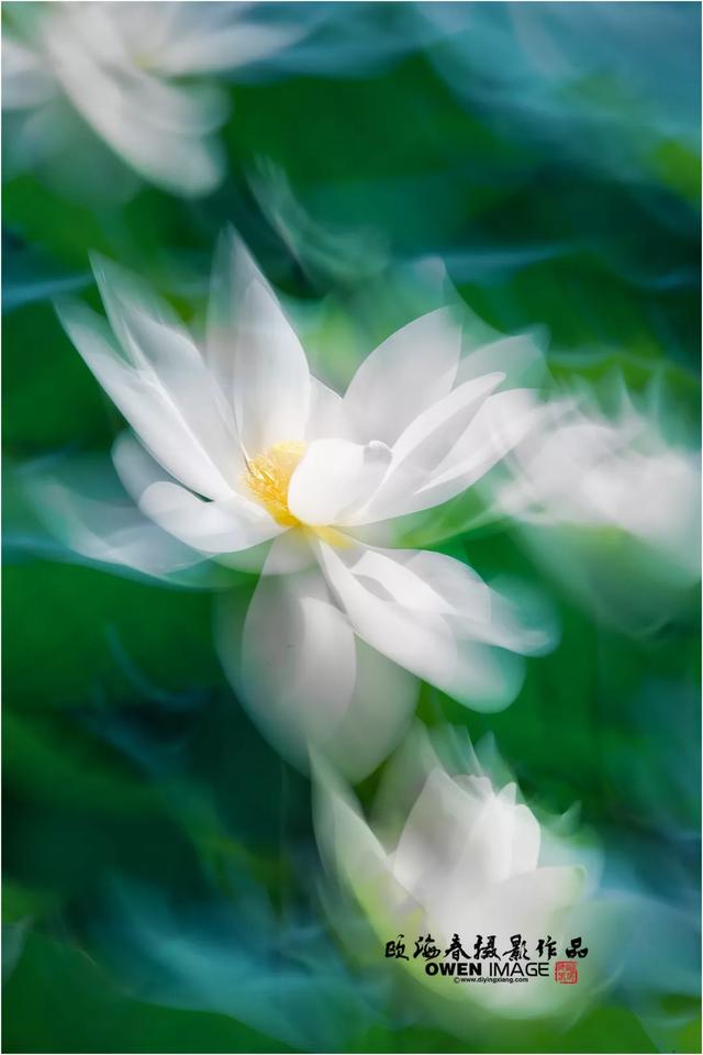 动静为荷20张荷花摇拍大片来袭欧海春摄影作品分享