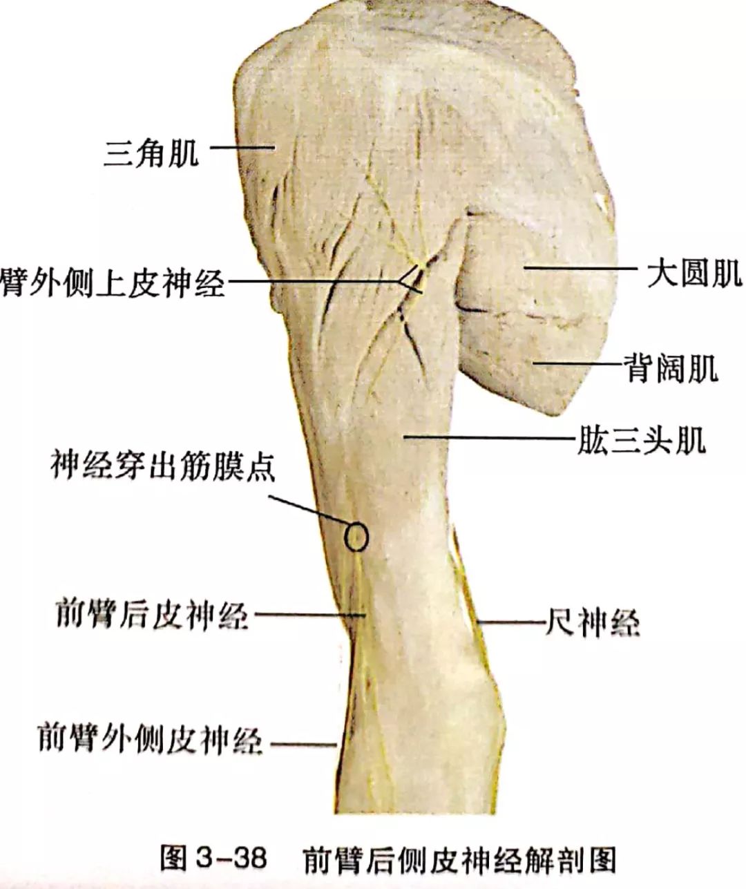 桡神经卡压的解剖学分析与查体及治疗定点_前臂