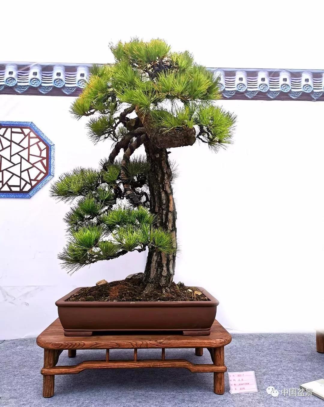 瑞安市第七届盆景艺术展金奖作品欣赏