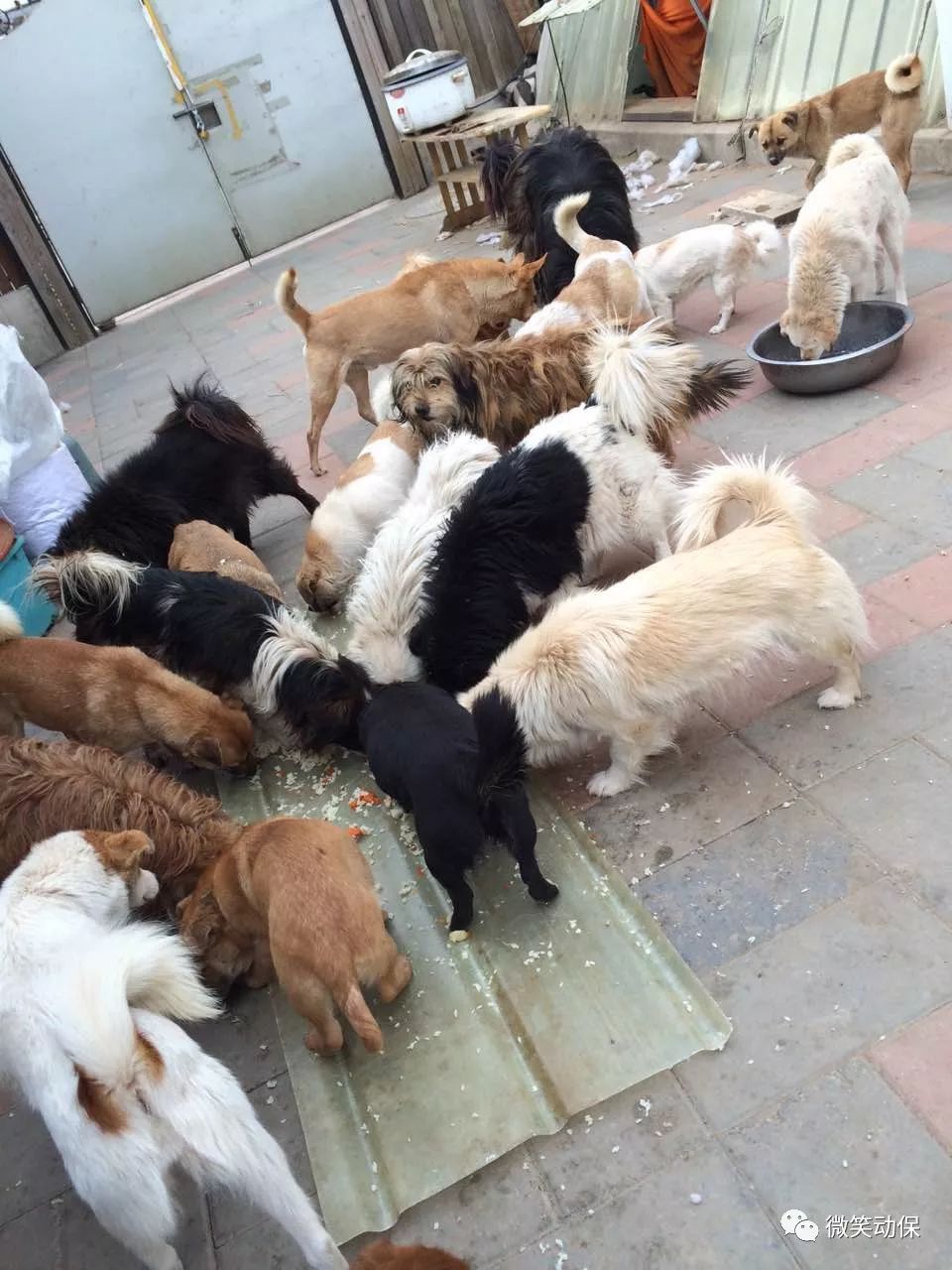乐观坚强的高阿姨和义工平时,阿姨经常给狗狗做营养餐,狗多肉少,每次