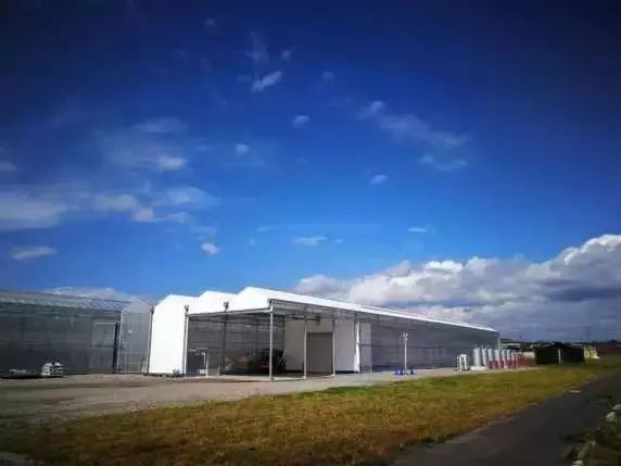 三株东海运株社西红柿植物工厂一角