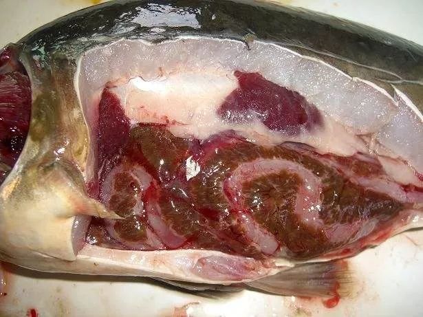 肝脏再生能力如此强为什么还这么发病