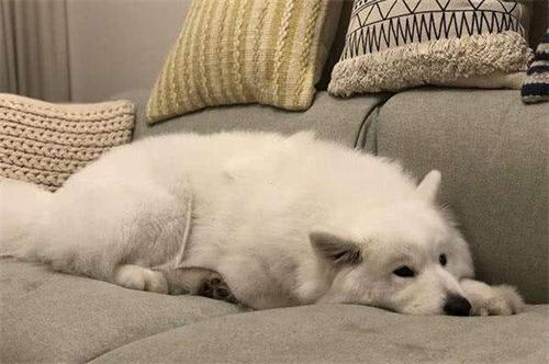 原创养宠经验分享萨摩耶眼皮子被刮伤萨摩耶的眼皮破了点皮