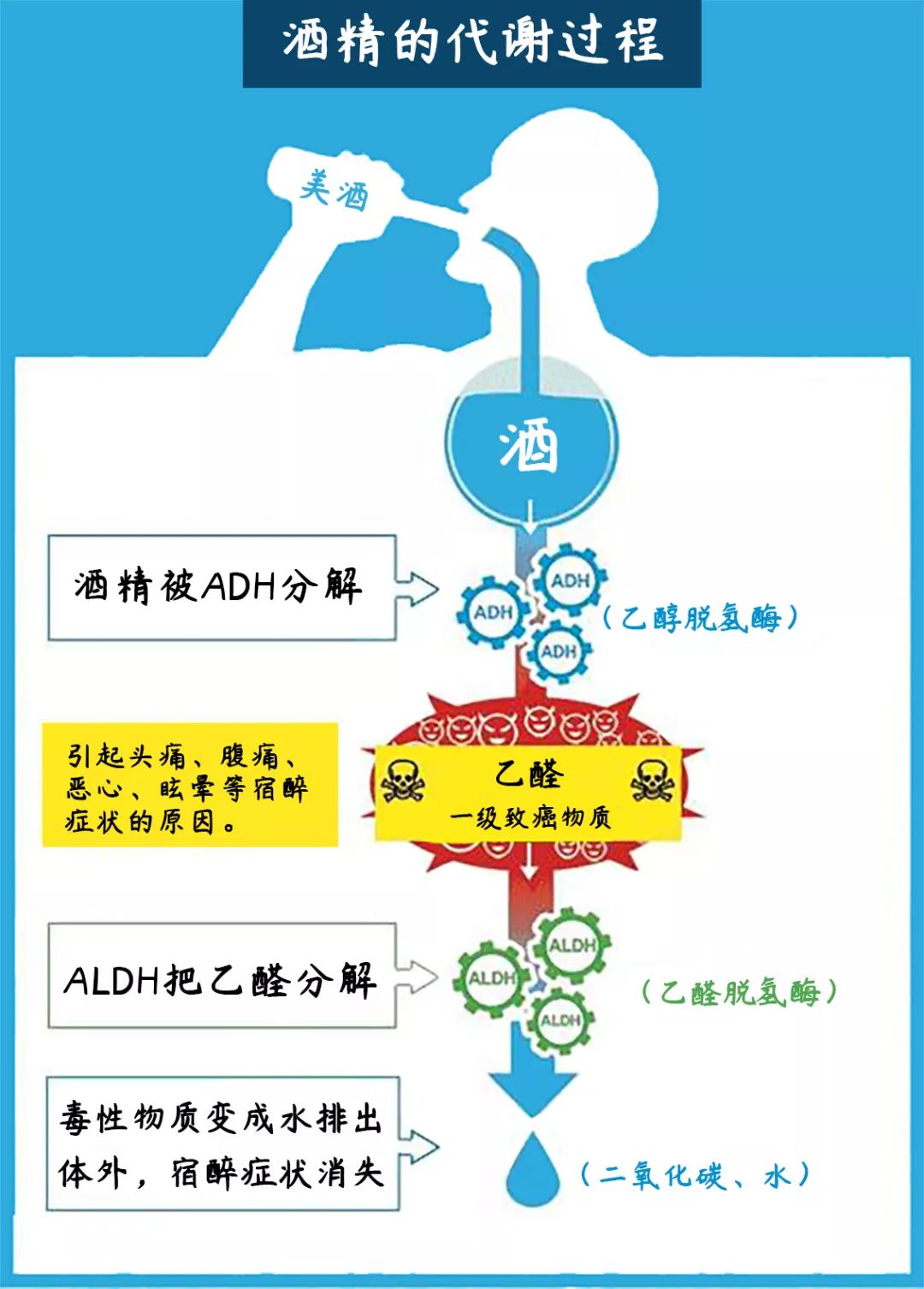 食道,胃等整个消化道吸收,吸收速度和酒精浓度,摄食状态有一定关系,在