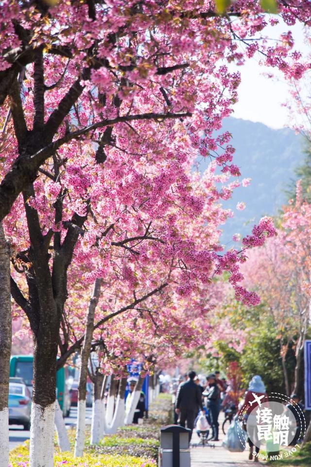 就在家门口1000余株冬樱花惊艳盛开快去打卡