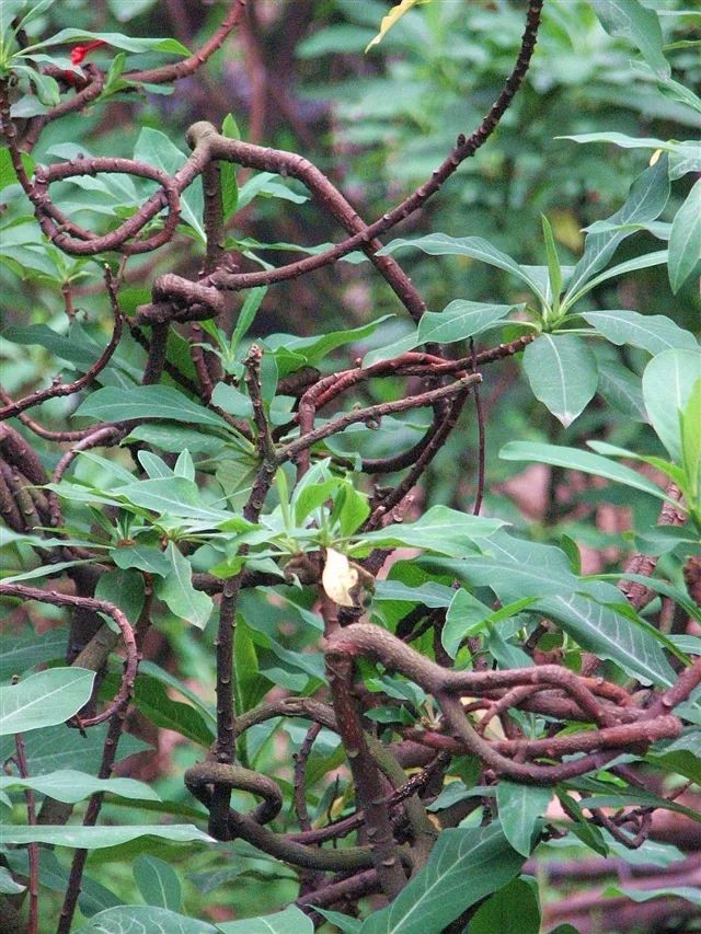 如蘭隨拍武漢植物園結香樹