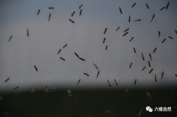 蚊子在冬天去哪了?蚊子难于被冷死?实际上蚊子换了一批又一批!_虫卵