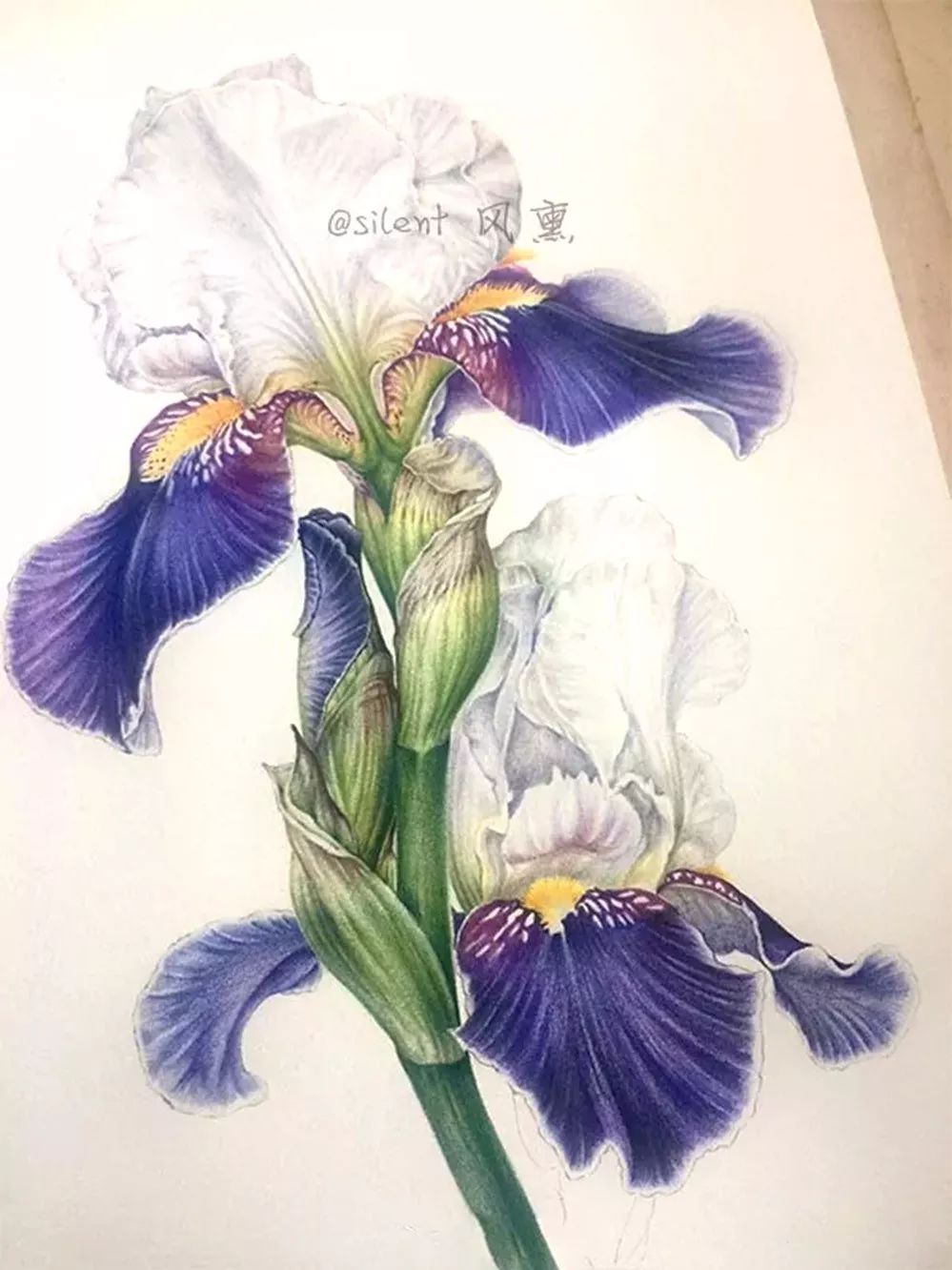 看第一眼就完全被惊艳到的超写实唯美彩铅作品居然把这些小仙女画活了