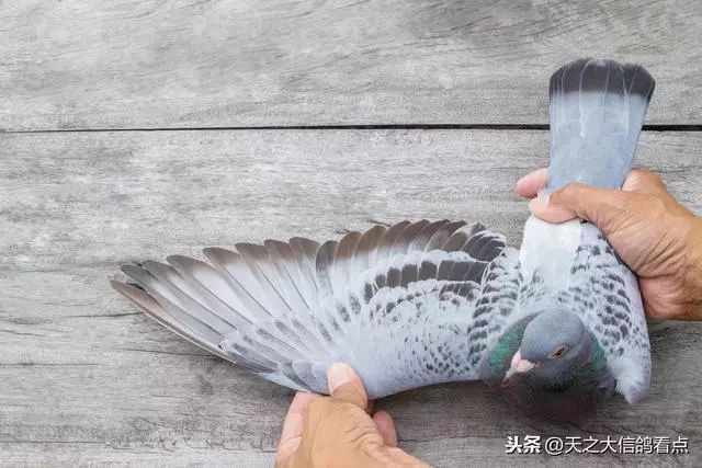 尾巴生得好比赛输不了