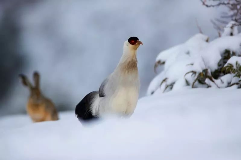 雪鸡养殖成功者图片