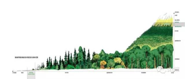 森林在这儿止住了脚步:林线中国——《中国国家地理》单之蔷_高山