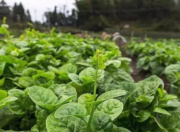 倡導健康綠色生活廣東織簀農場鮮綠農產品超市惠及千家萬戶