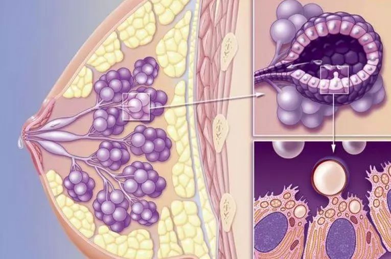 乳腺增生這樣做會一點點變好