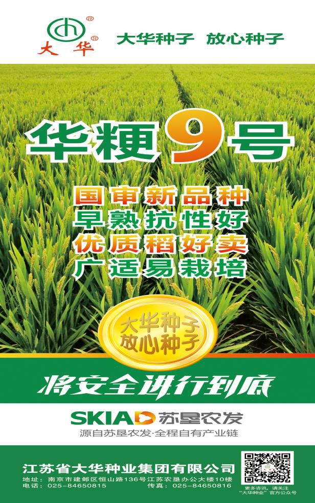 九稻171水稻种子图片